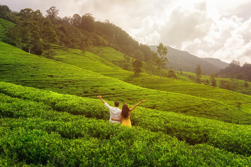 07 Best Honeymoon Hotels in Nuwara Eliya for a Romantic Sri Lanka Escape