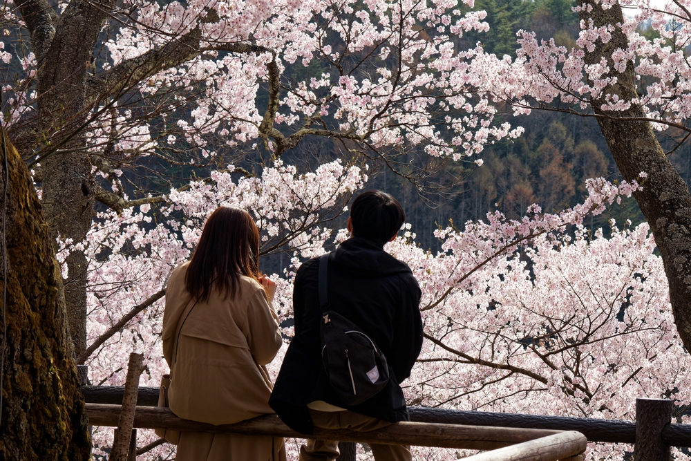 Couple sitting on a wooden fence admiring blooming sakura trees during a romantic Japan Cherry Blossom Tour. 