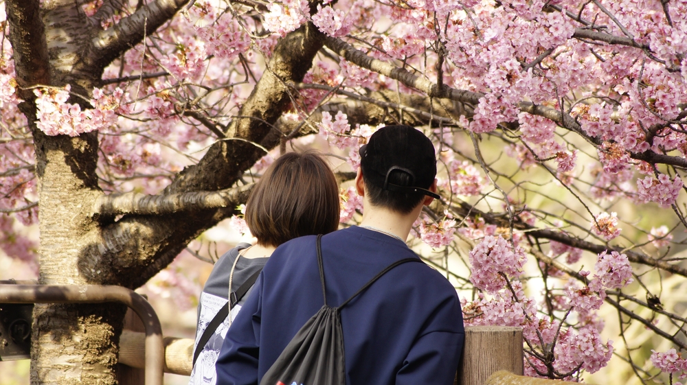 Couple sitting on a wooden fence admiring blooming sakura trees during a romantic Japan Cherry Blossom Tour